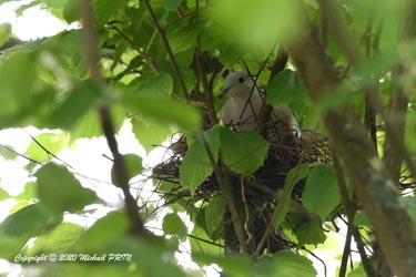 Nid moins sommaire qu''à l'habitude dans un noisetier