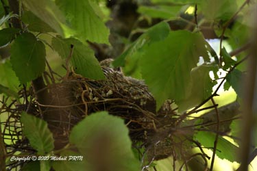 Oisillons d'environ 10-12 jours
