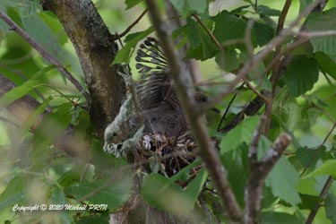 Oisillons d'environ 10-12 jours