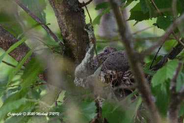 Oisillons d'environ 10-12 jours