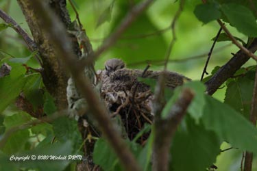 Oisillons d'environ 10-12 jours