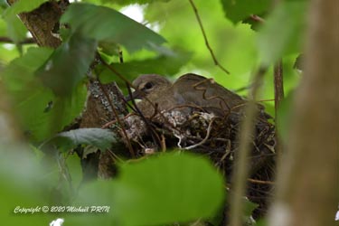 Oisillons d'environ 15 jours