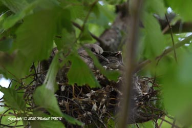 Oisillons prêts à l'envol