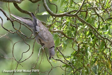 Le mâle récolte des brindilles pour la construction du nid en multpliant les allers/retours...