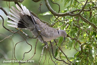 .... et fait preuve d'un vrai talent d'équilibriste sur des branchages supportant à peine son poids...
