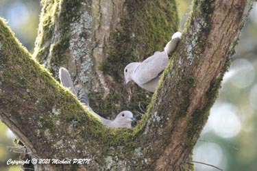 La femelle ne quitte pas le nid et ajuste au mieux chaque brindille que le mâle lui apporte