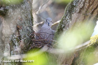 La femelle s'occupe seule de la finition du nid