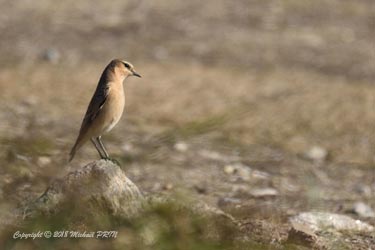 Traquet motteux femelle