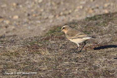 Traquet motteux femelle