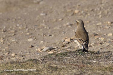 Traquet motteux femelle