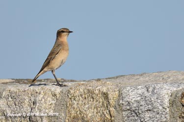 Traquet motteux femelle