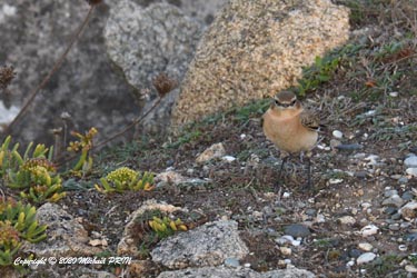 Traquet motteux femelle