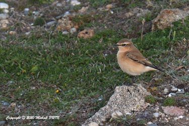 Traquet motteux femelle