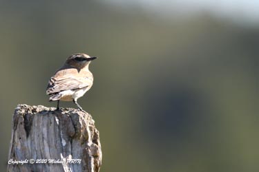 Traquet motteux femelle