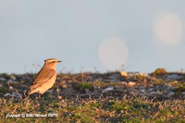 Traquet motteux femelle