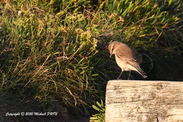 Traquet motteux femelle