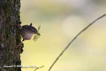 Le mâle collecte des matériaux pour construire plusieurs ébauches de nid