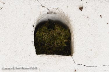 Le nid a été fait dans une ouverture permettant à des oiseaux exotiques de passer de la partie intérieure à la partie extérieure d'anciennes volières