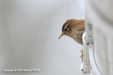 Sur la gouttière au-dessus du nid