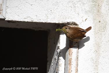Une fois que la femelle a choisi le nid, c'est elle qui le termine