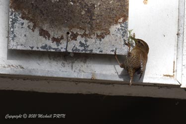 Endroit curieux pour faire un nid...