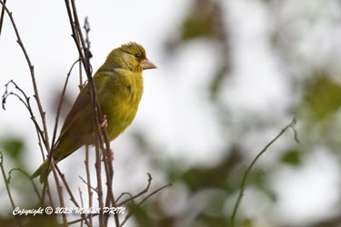 Verdier mâle plumage nuptial