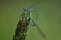 Ajout de photos d'agrion jouvencelle