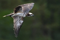 Ajout d'une galerie balbuzard pecheur juvenile