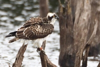 Ajout d'une galerie balbuzard pecheur juvenile