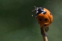Ajout d'une galerie coccinelle à sept points