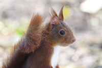 Ajout de photos d'écureuil roux