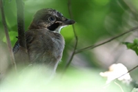 Ajout d'une galerie geai des chenes juvenile