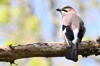 Ajout de photos de geai des chenes