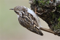 Ajout de photos de mesange charbonnière juvénile