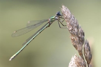 Ajout de photos de leste vert