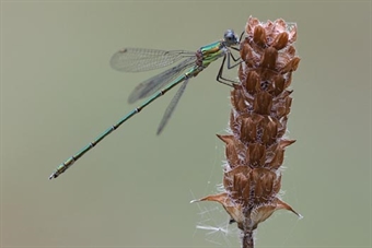 Ajout de photos de leste vert