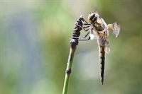 Ajout de photos de libellule a 4 taches