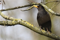 Ajout de photos de merle noir