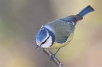 Ajout de photos de mesange bleue