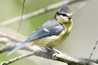 Ajout de photos de mesange bleue juvenile