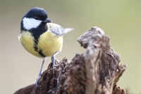 Ajout de photos de mesange charbonnière