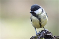 Ajout de photos de mesange charbonnière juvénile