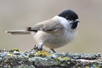 Ajout de photos de mesange nonnette