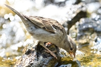 Ajout de photos de moineau domestique
