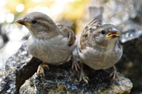 Ajout de photos de moineau domestique juvénile