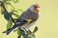 Ajout d'une galerie mulet