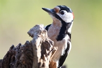 Ajout de photos de pic epeiche