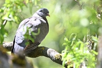 Ajout de photos de pigeon ramier