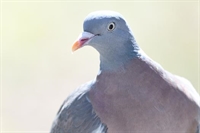 Ajout de photos de pigeon ramier