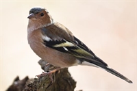 Ajout de photos de pinson des arbres